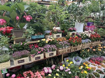 春風有信花為禮，婦女節鮮花銷售持續升溫