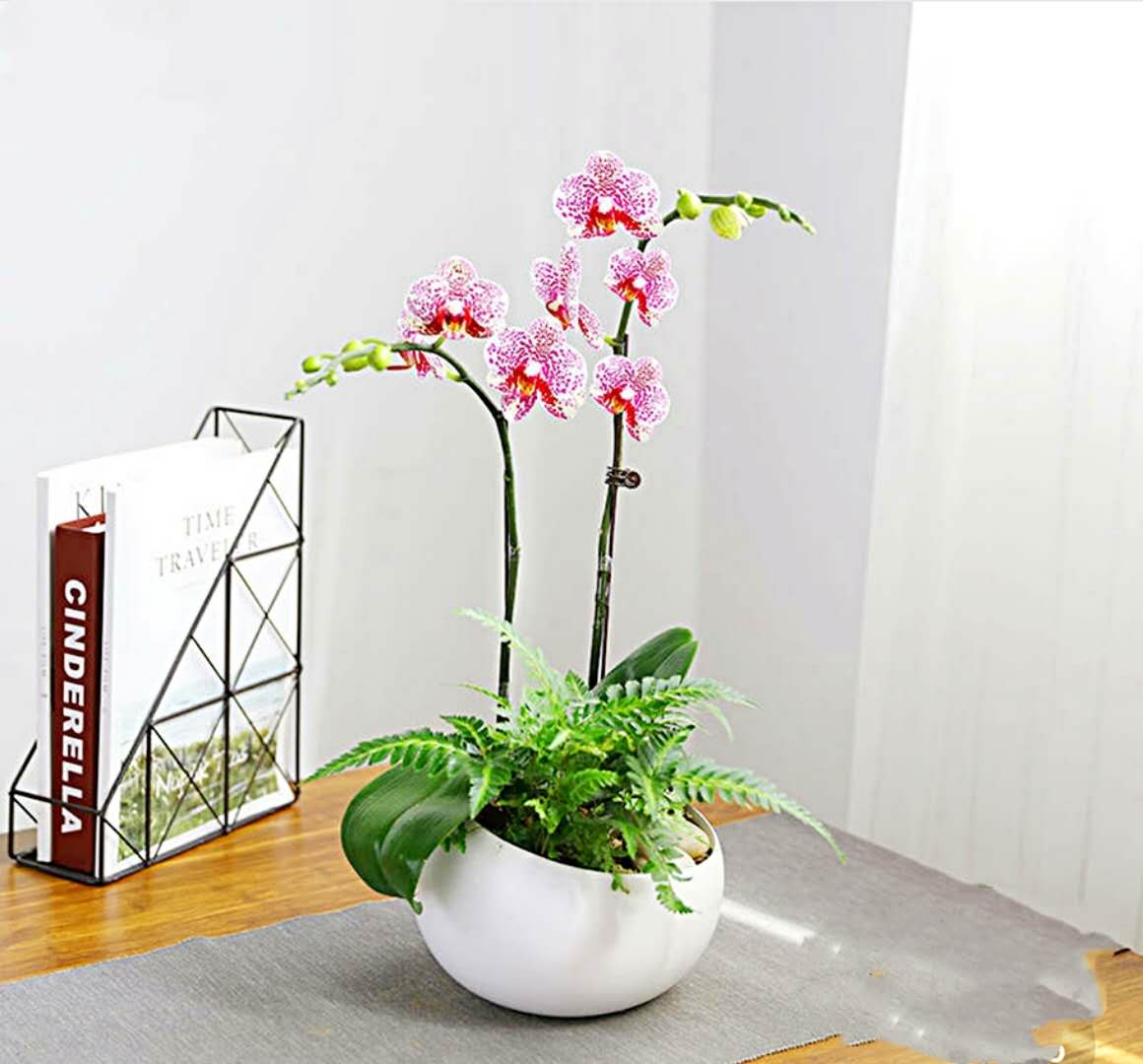 禮品花卉銷售指南 蝴蝶蘭、君子蘭等精品花卉的選擇與養護